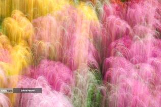 گل های داوودی