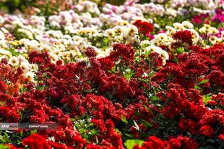 گل های داوودی