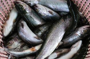 برداشت شب یلدایی ماهی قزل آلا