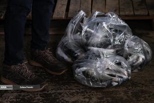 برداشت شب یلدایی ماهی قزل آلا