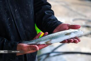 برداشت شب یلدایی ماهی قزل آلا
