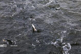 برداشت شب یلدایی ماهی قزل آلا