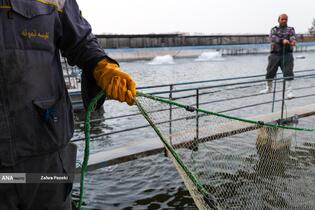 برداشت شب یلدایی ماهی قزل آلا