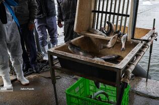 برداشت شب یلدایی ماهی قزل آلا