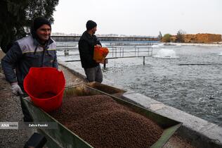 برداشت شب یلدایی ماهی قزل آلا