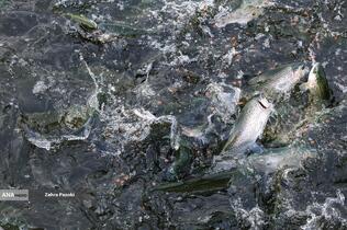 برداشت شب یلدایی ماهی قزل آلا