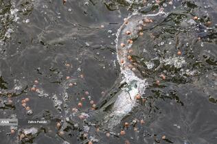 برداشت شب یلدایی ماهی قزل آلا