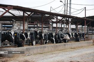 خودکفایی در تولید شیر