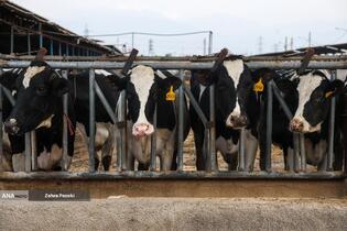 خودکفایی در تولید شیر