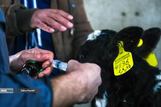 خودکفایی در تولید شیر