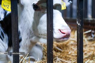 خودکفایی در تولید شیر