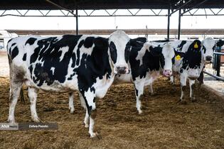 خودکفایی در تولید شیر