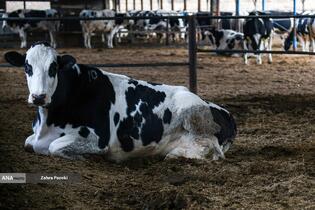 خودکفایی در تولید شیر