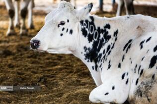 خودکفایی در تولید شیر