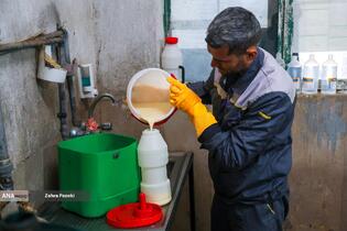 خودکفایی در تولید شیر