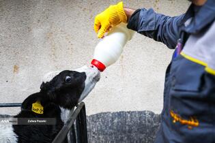 خودکفایی در تولید شیر