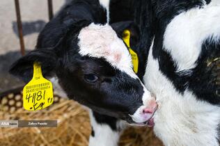 خودکفایی در تولید شیر