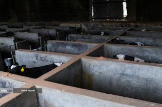 خودکفایی در تولید شیر