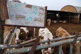 خودکفایی در تولید شیر