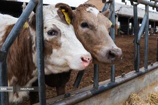 خودکفایی در تولید شیر