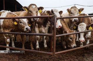 خودکفایی در تولید شیر