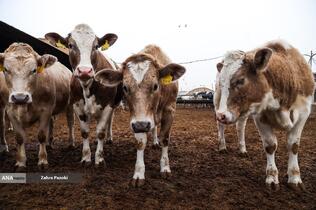 خودکفایی در تولید شیر