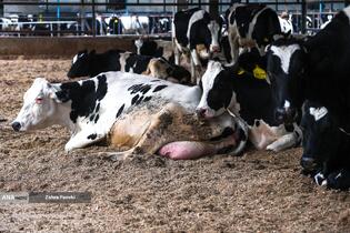 خودکفایی در تولید شیر