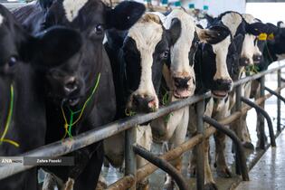 خودکفایی در تولید شیر