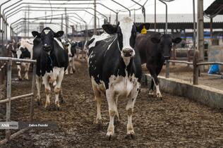 خودکفایی در تولید شیر