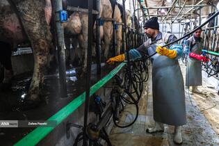 خودکفایی در تولید شیر