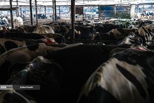 خودکفایی در تولید شیر