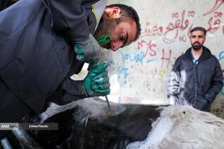 خودکفایی در تولید شیر