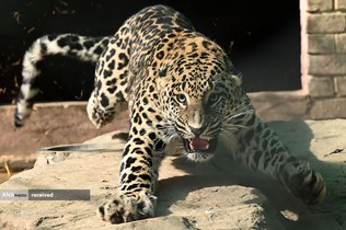 یک پلنگ خانگی اسیر شده در یک منطقه مسکونی  و قرار دادن این پلنگ در محوطه‌ای در باغ وحش شهر اسلام آباد پاکستان