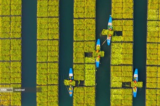عکس هوایی از کشاورزان در حال برداشت شاهی در یک جزیره شناور در شهرستان چونان، شهر هانگژو، استان ژجیانگ، چین

