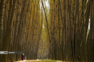 درختان صنوبر در حومه سرینگار هند