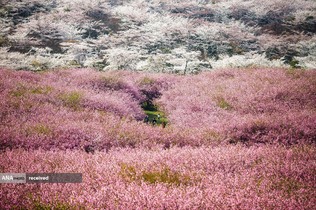 شکوفه‌های سیب در گوئیانگ، چین