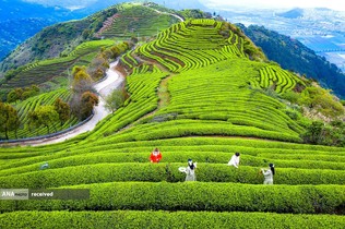 گردشگران در مزارع چای در فوژو استان فوجیان، چین 