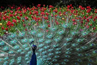 یکی از دو طاووسی نادر در هالند پارک، لندن 