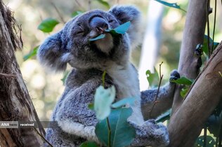 پارک کوالا در سیدنی استرالیا