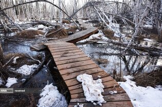 تخریب تالاب در اثر سرما و یخ در فیربنکس، آلاسکا