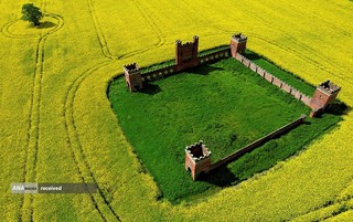 شکوفه بهاری در مزارع سالزبری، انگلیس