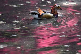 منظره زیبا از شنای اردک در حوض آب پارک ریچموند در لندن