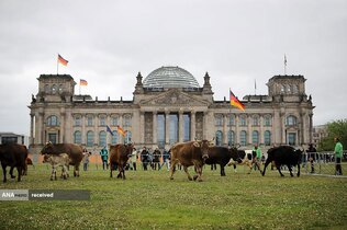 گله‌ای از گاوها در خارج از ساختمان رایشستاگ در جریان اعتراض فعالان صلح سبز و حقوق حیوانات در برلین، آلمان