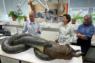 آثار موجود در موزه تاریخ طبیعی سنکنبرگ فرانکفورت، آلمان