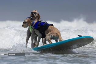 مسابقات جهانی موج سواری با سگ در پاسیفیکا، کالیفرنیا