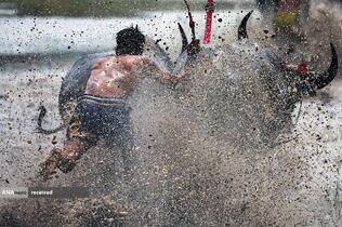 جشنواره مسابقه بوفالو سالانه چونبوری در استان چونبوری، تایلند