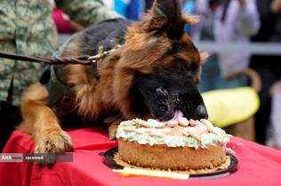  قدردانی از سگ مکزیکی نجات دهنده بازماندگان زلزله سال گذشته ترکیه و خوردن کیک تولدش در مکزیک