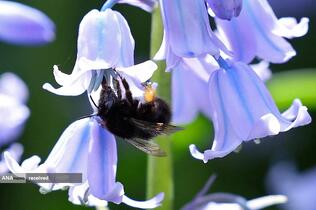 مزرعه گل در انگلیس