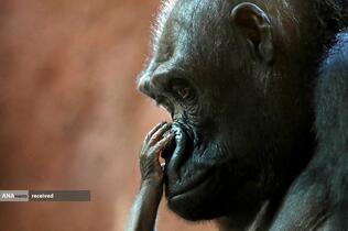 گوریل و بچه یک روزه‌اش در محوطه باغ وحش پراگ، جمهوری چک