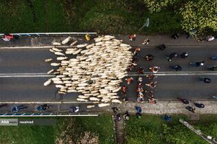 تصویر هوایی از کوه‌نوردان با گوسفندانشان در لودژمیرز، لهستان